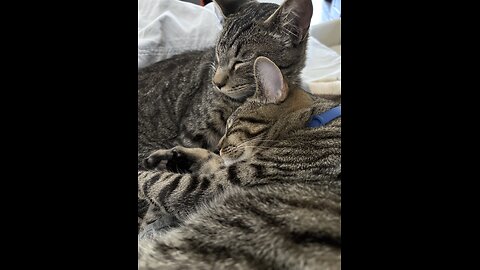 Episode 3081 - The Scott Adams School 01/27/26