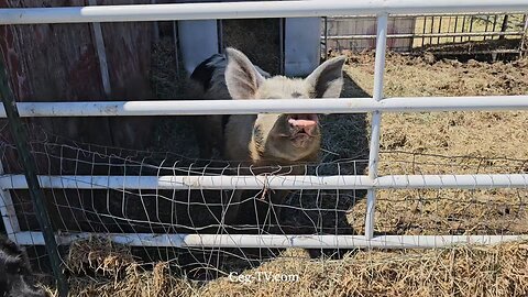 Graham Family Farm: 12:30 PM June 8 2025