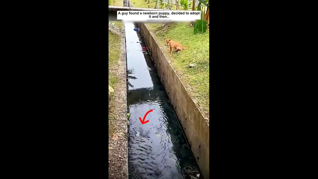 new born puppy