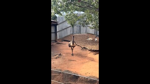 Emu bird
