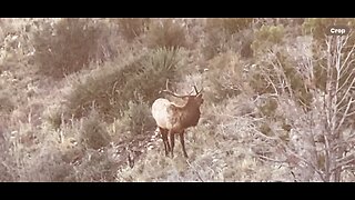 2025 AZ Elk Hunt, scouted bulls