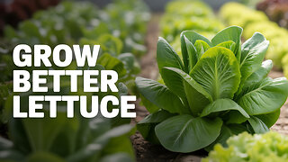 Best Lettuce Varieties for Your Market Garden!