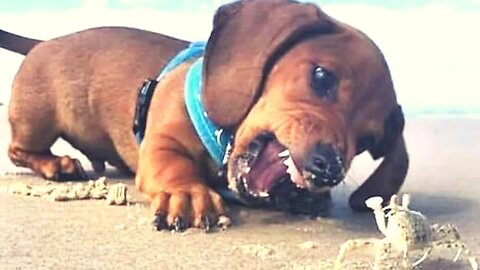 Naughty Dachshund | Funniest &Playful Dachshund Naughty Puppies Video Try Not To Laugh compilation
