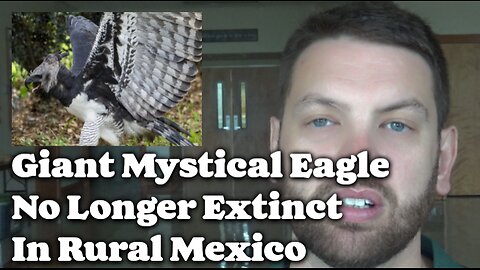 Giant Mystical Eagle No Longer Extinct In Mexico