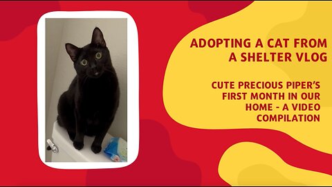 Precious Piper Shares Videos of Her First Month of Adoption - Adopting a Cat from a Shelter Vlog