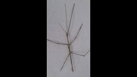 stick insect
