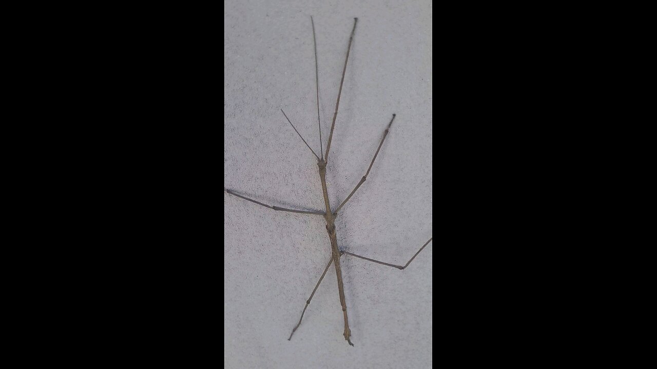 stick insect