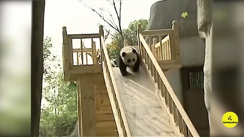 Funny PANDAVideo