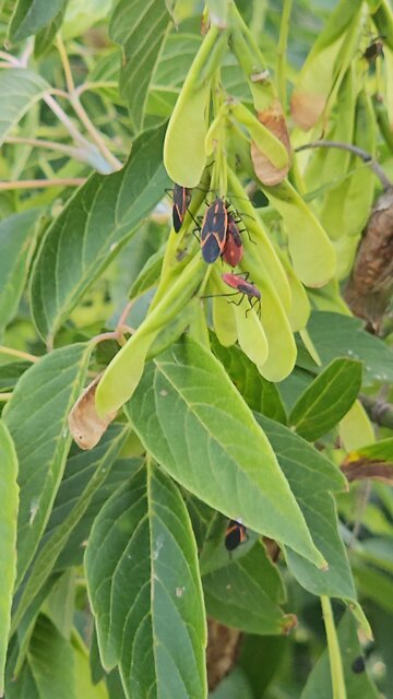 Box Elder Bugs on a Box Elder Tree