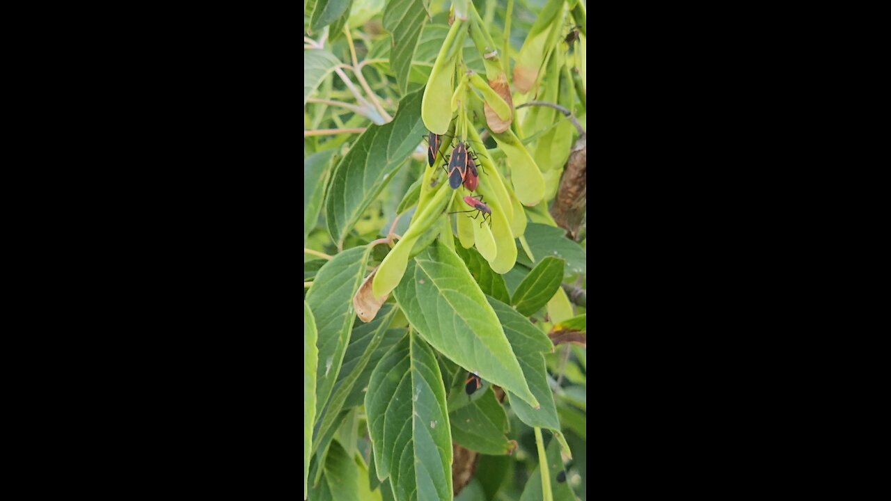 Box Elder Bugs on a Box Elder Tree
