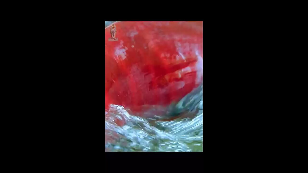 Salmon life
