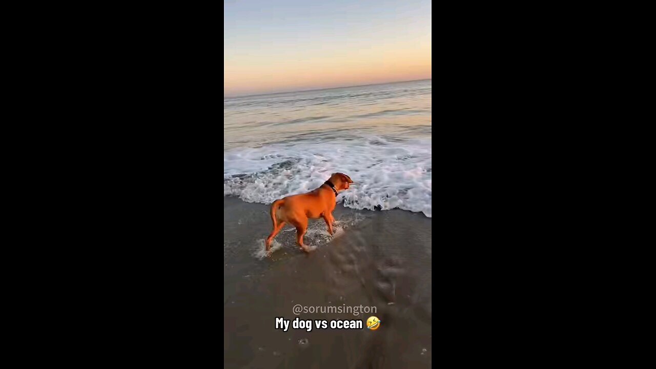 Dog and Ocean