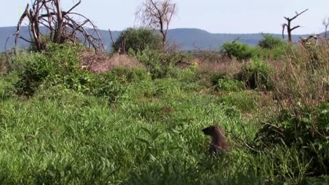 BANDYCI Z SELOUS dokument pl