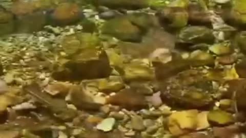 FUNNY & CUTE ANIMALS