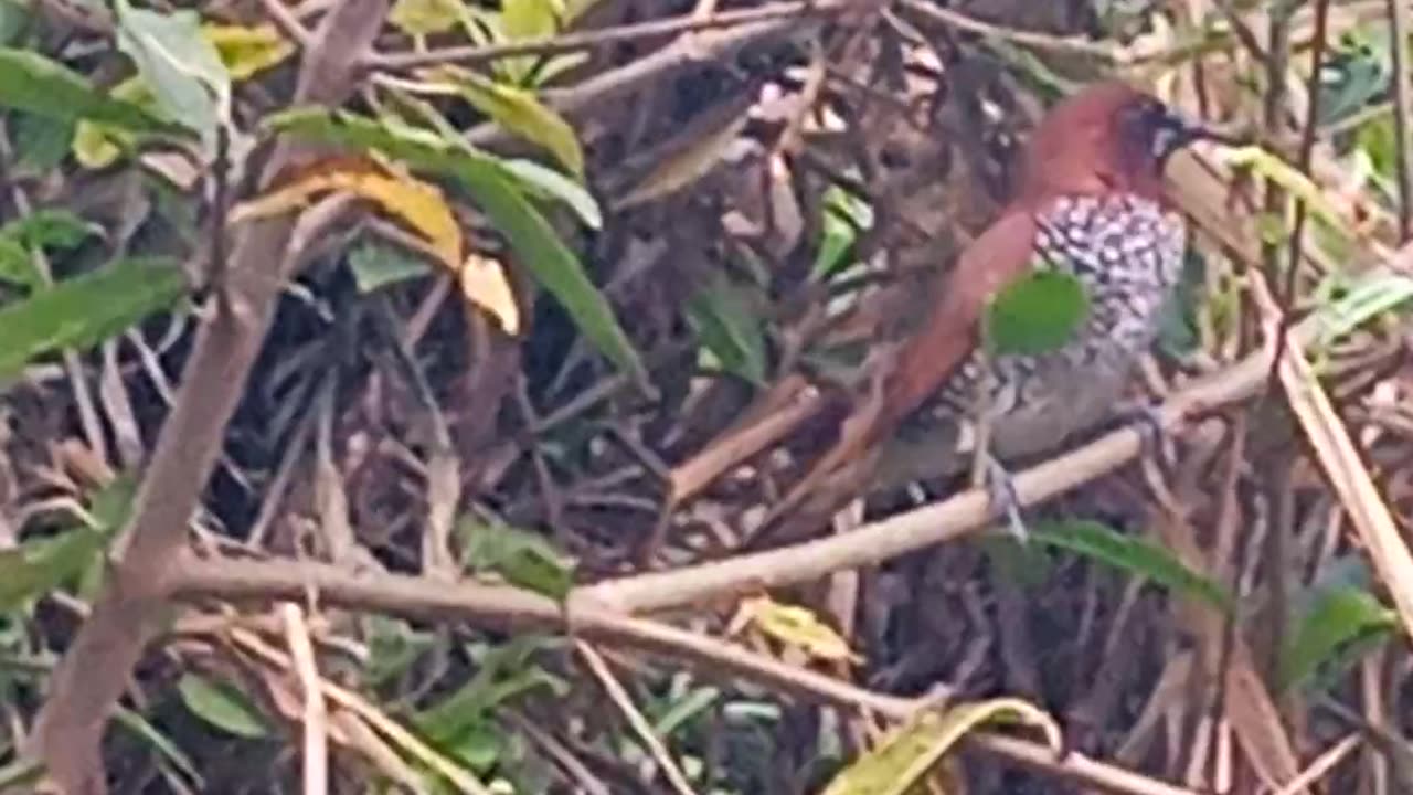 Birds