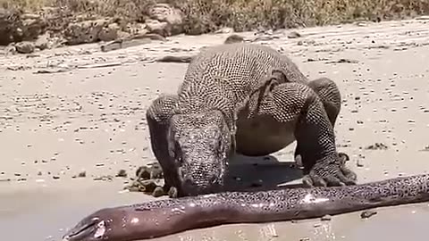 Komodo Dragon Gets Shocked By Electric Eel #animals #nature #wildlife