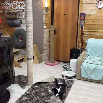 Cats Train Hard for the Feline Olympics