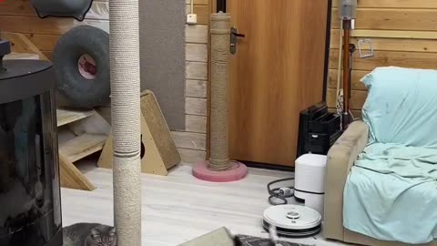 Cats Train Hard for the Feline Olympics