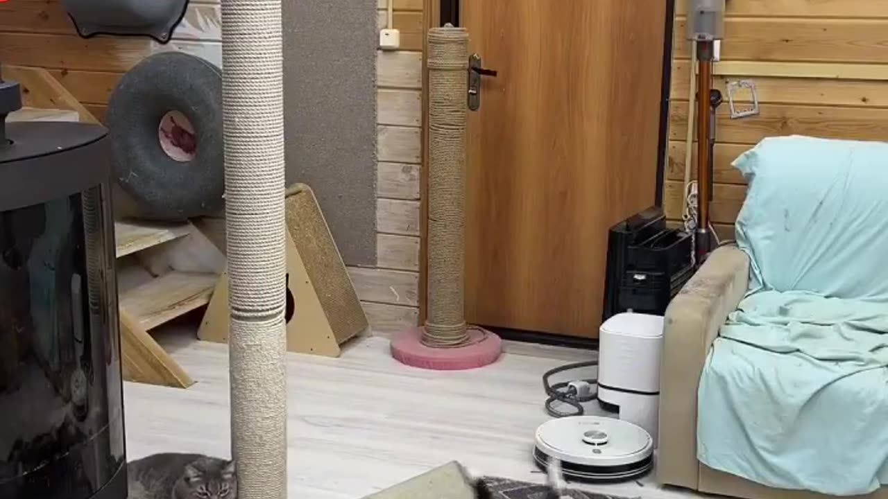 Cats Train Hard for the Feline Olympics