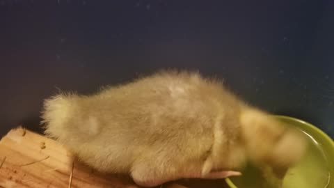 Stop what you're doing and say hello to this handsome silly goose Lemongrab. #SparklegleamFarm