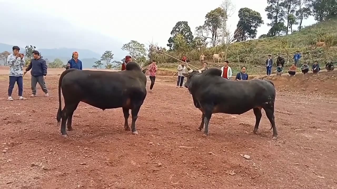 Nyuj Sib Nraus