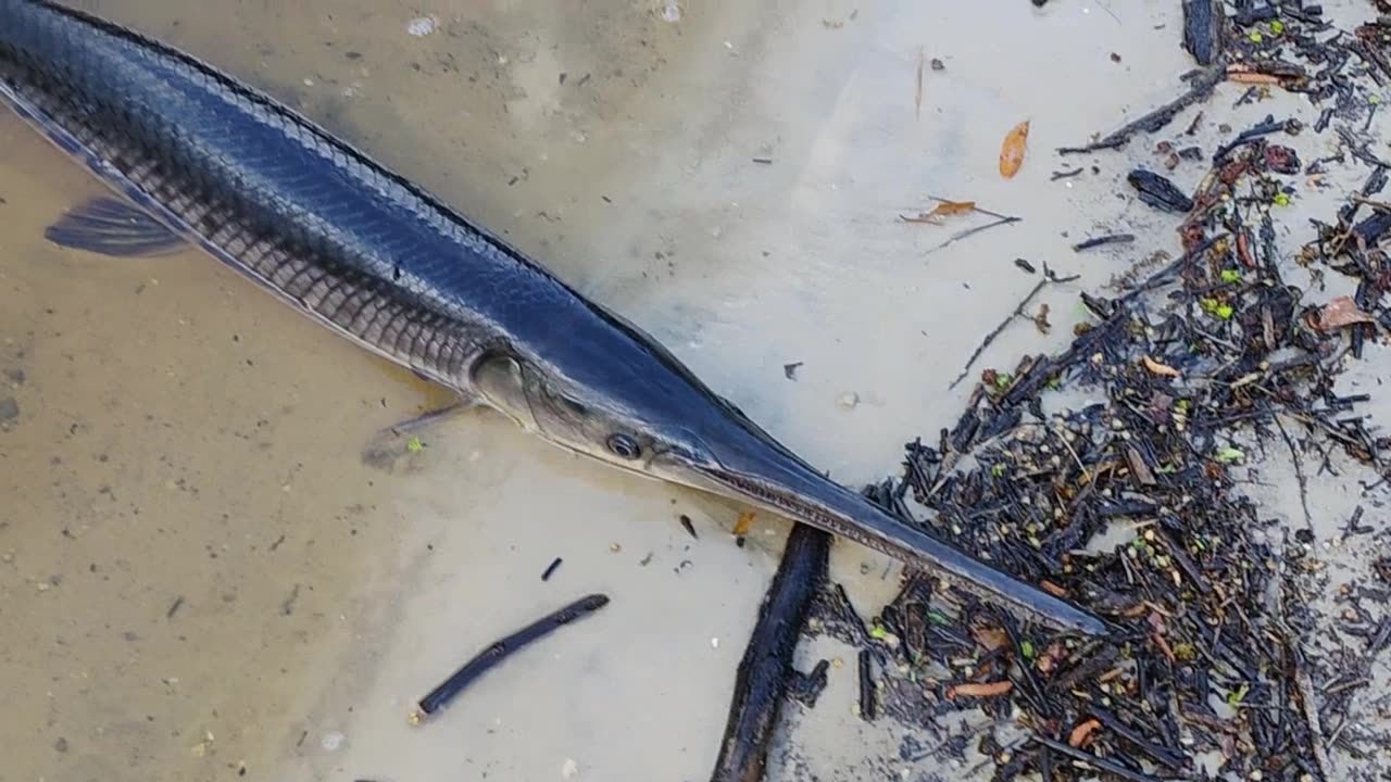 A fishing video from the bank on the Waccamaw River April 11th