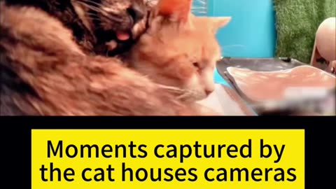 Cat Hears Can Opener: Most Relatable Reaction Ever