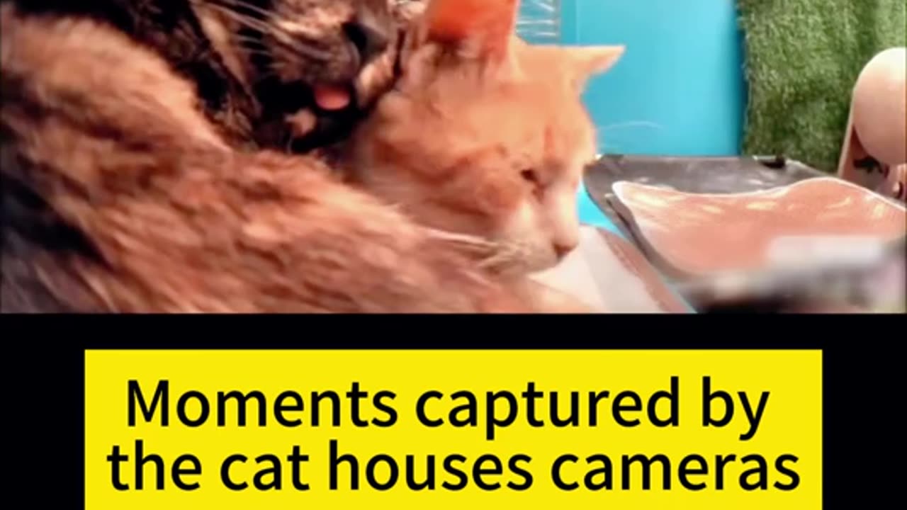 Cat Hears Can Opener: Most Relatable Reaction Ever