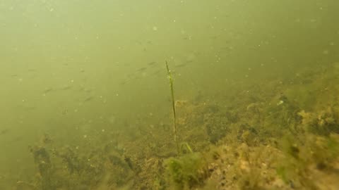 Small Fish