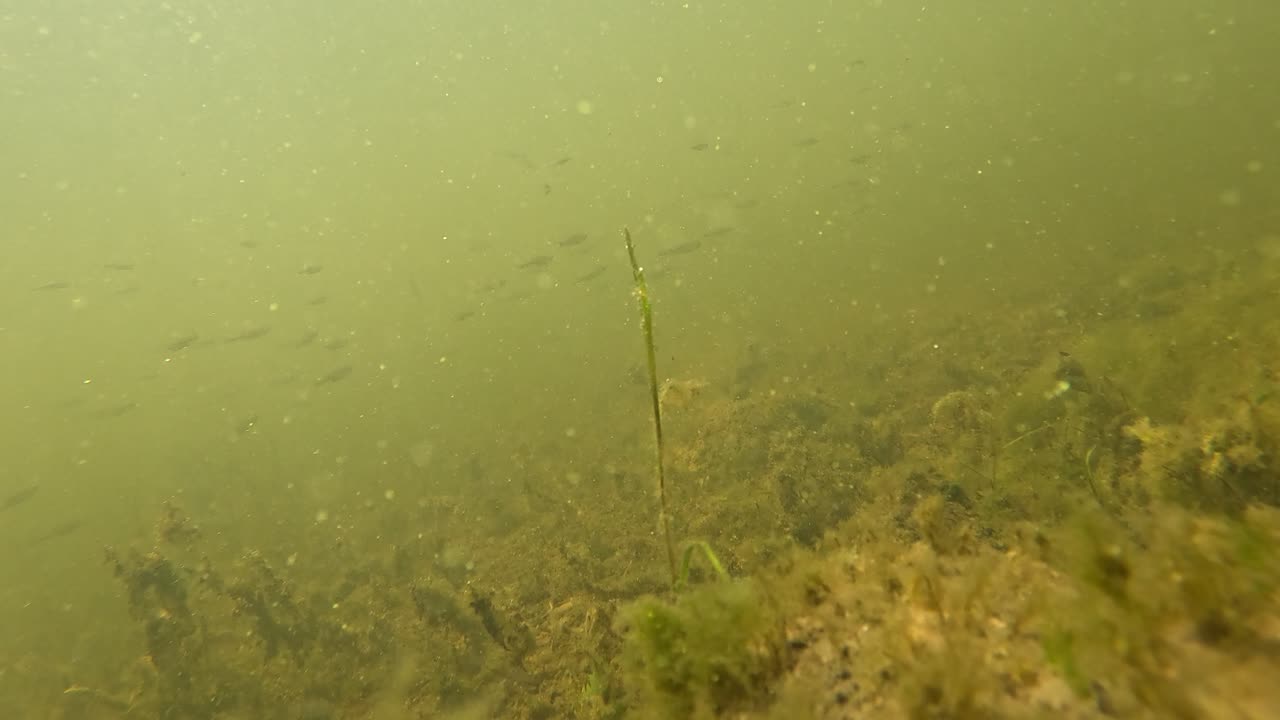 Small Fish