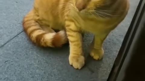 Cute angry cat😡😹