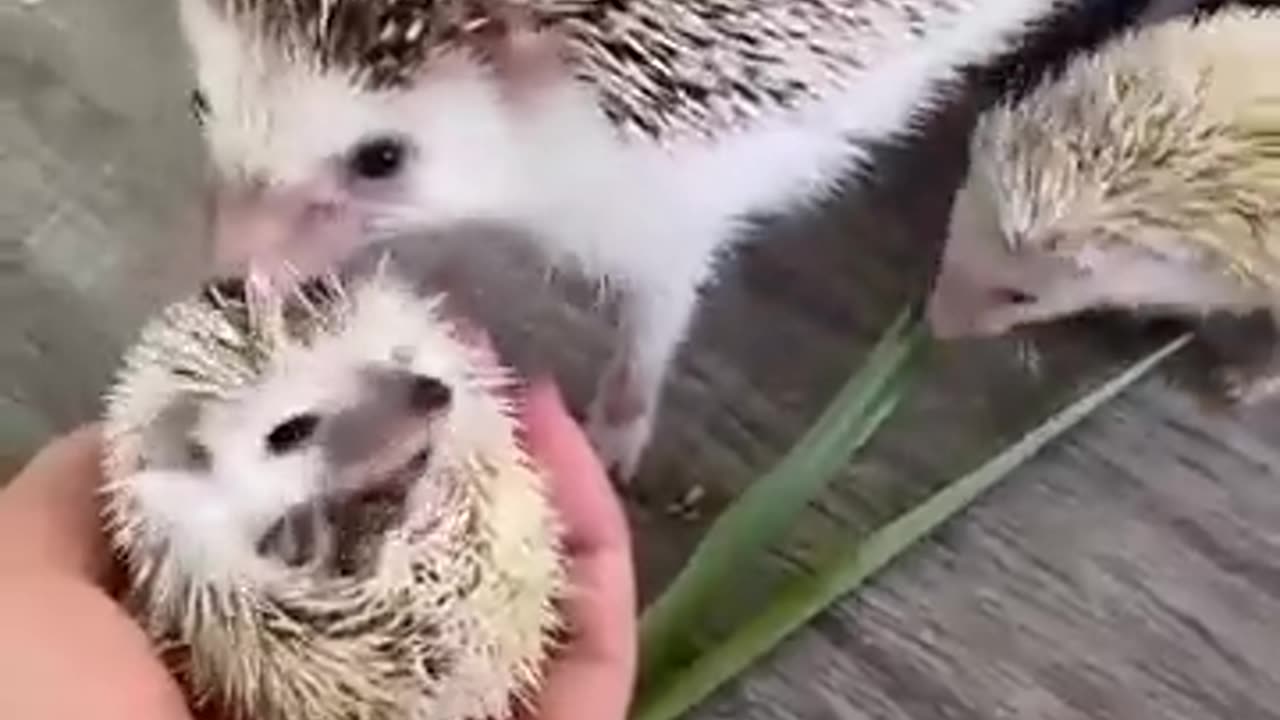 They are so cute 🥰