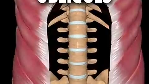 Shocking: COMPLETE ABS Workout (HIT THEM ALL!)