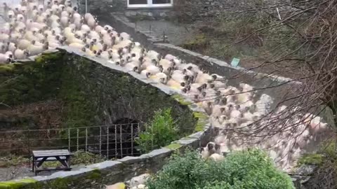 Video of a pro-Fakestinian march.