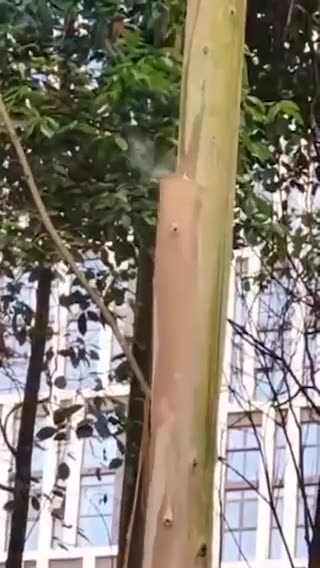CHINA USES LASER BEAMS TO TRIM TREES