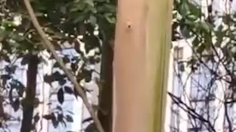 CHINA USES LASER BEAMS TO TRIM TREES