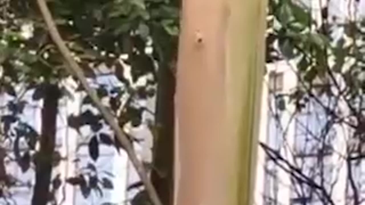 CHINA USES LASER BEAMS TO TRIM TREES
