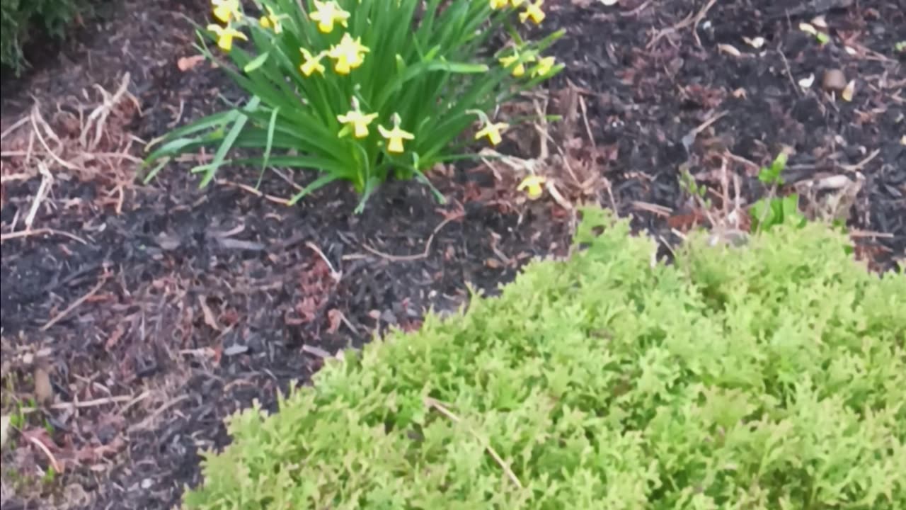 Daffodil plant.