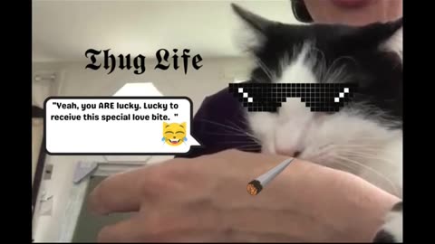 Tuxedo Cat Bites Owner in Cuddle Overload | Hilarious Short | Bitey Boss