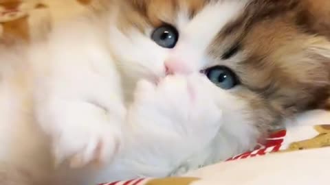 🐱 "The Kitten Is Licking My Hand! 😍 | Cutest Moment Ever!"