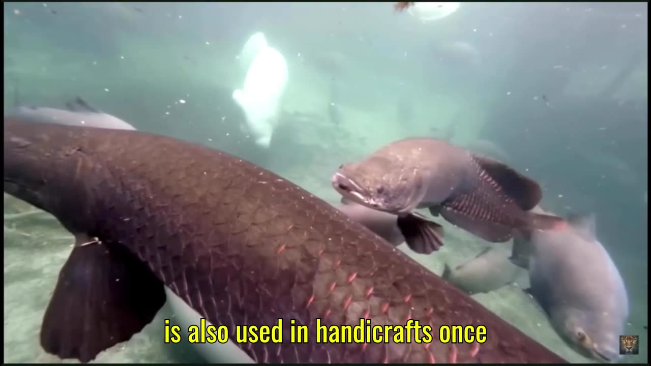 “Pirarucu: The Giant Treasure of the Amazon Waters”