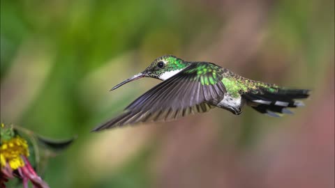 Wisdom of the Hummingbird