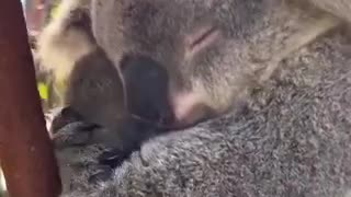 Baby koalas are called Joeys.