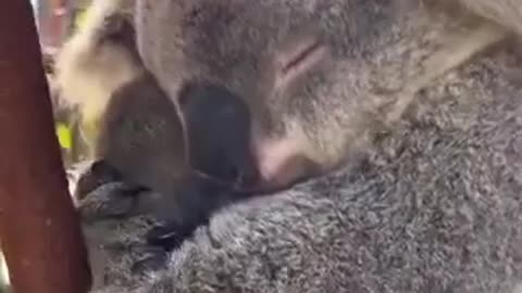 Baby koalas are called Joeys.