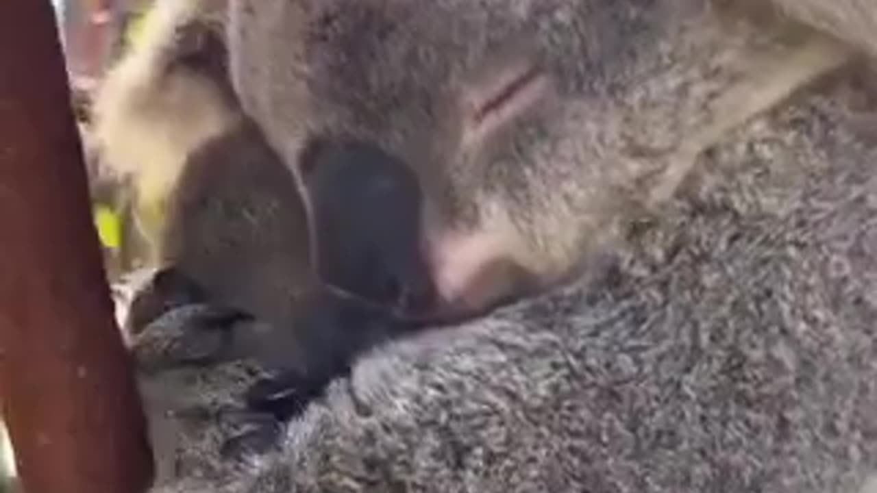 Baby koalas are called Joeys.