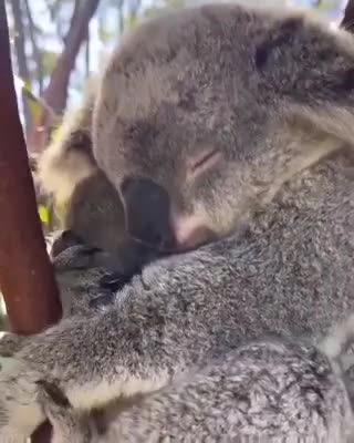 Baby koalas are called Joeys.