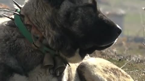 Kangal dog