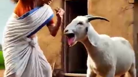 Ek got unlimited dudh Deti Hai