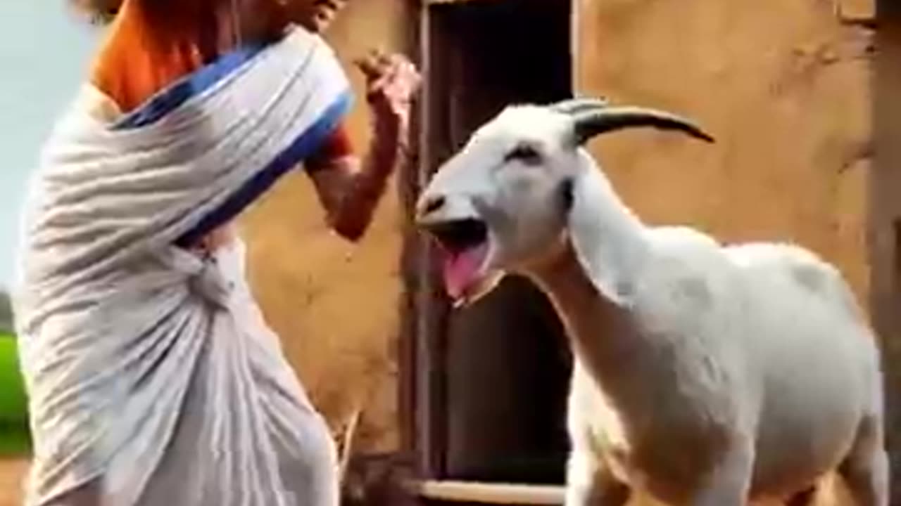 Ek got unlimited dudh Deti Hai