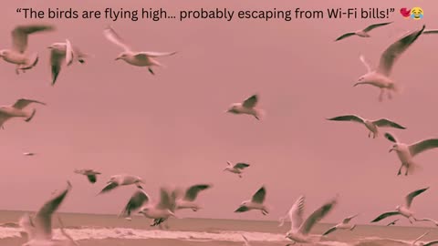 The Birds Are Flying High – Funny Short Clip 🐦😂